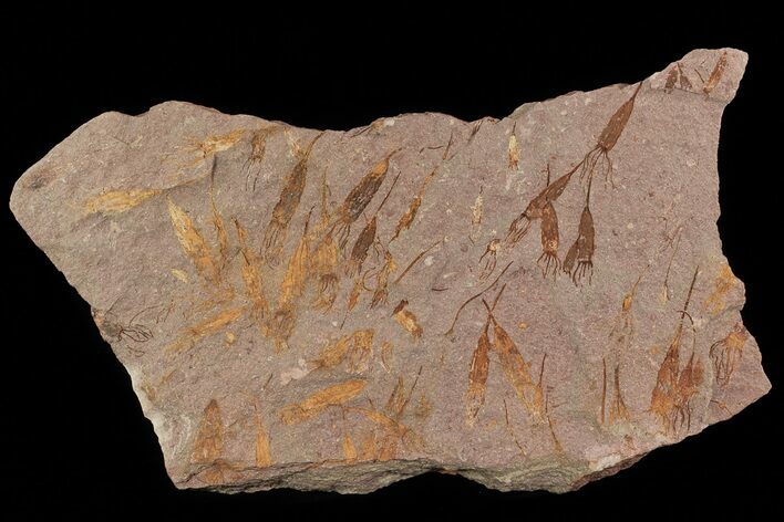 Wide Eocrinoid (Ascocystites) Plate - Ordovician #80296